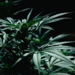 Gramm pro Cannabispflanze