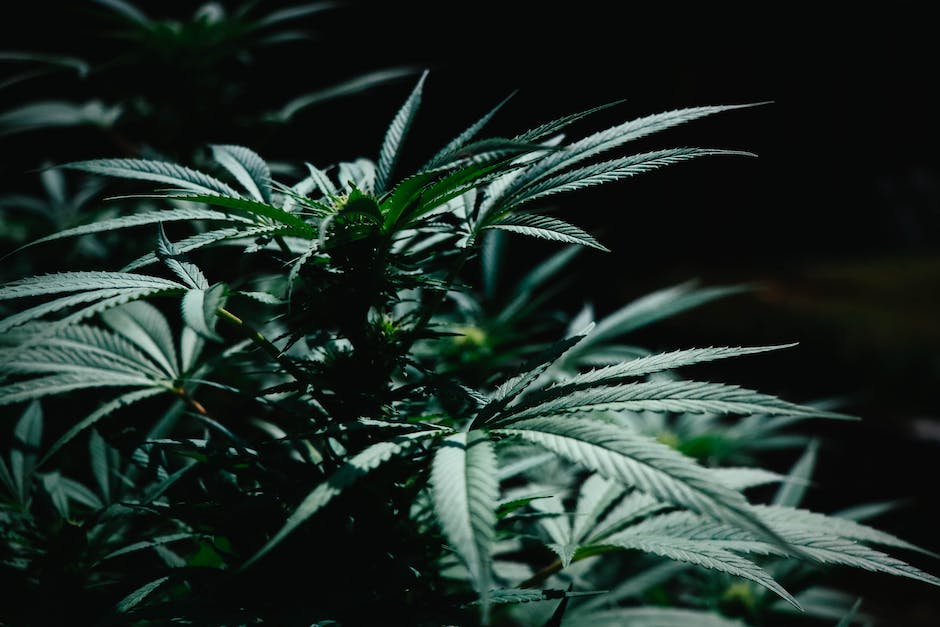 Gramm pro Cannabispflanze