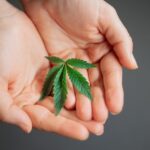 Wie viel Gramm Marihuana pro Marihuana-Pflanze?
